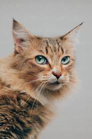 Beautiful Cat Looking At Us With Head Turned By Christopher Troy Dowsett Cat Eyes Gorgeous Cats Beautiful Cats Cat Aesthetic