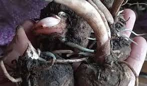 Bukan hanya tanaman, bahkan di jepang sudah ada profesor ahli porang. Ini Dia Harga Bibit Porang Terlengkap 2021 Aplikasi Pertanian Media Agribisnis Gdm Agri