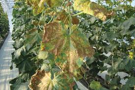 Image result for mildew on cucumbers
