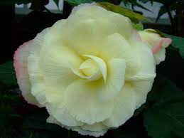 Begonias 40 Begonia Blossom Garden Flower Games