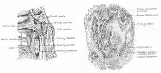 Image result for tonsilla palatina