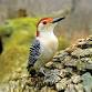 WBU Athens Bird Walk @ Sandy Creek Nature Center
