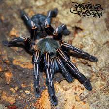 Tarantulas love cookies too, so we use them on our website. Ratchaburi Arachnoboards