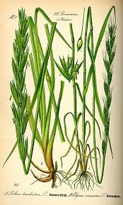 Dont be a fish, don't be a fraud, don't be a fool!. Perumpamaan Lalang Di Antara Gandum Wikipedia Bahasa Indonesia Ensiklopedia Bebas