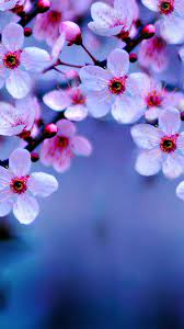 Beautiful cherry blossom wallpaper iphone is the best high definition iphone wallpaper in 2021. Sakura Iphone Wallpapers Wallpaper Cave