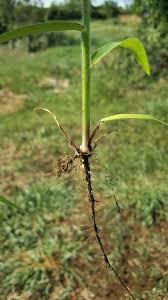 Image result for Urochloa eminii