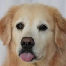 venk's chaos ('ella fan account) (@ChaosVenk)