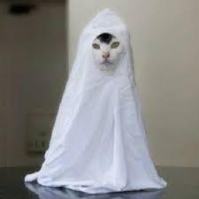  Penampakan Cingcong Kucing Pocong Seni Estetika Kucing Hewan