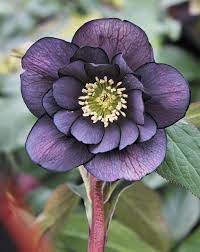 Pin On Spring Flowering Plants 2016 Pdn