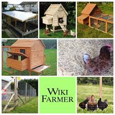 Genetika + lingkungan = kesuksesan. Kandang Ayam Rumah Ayam Betina Wikifarmer