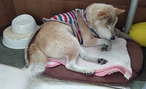 たぬき | 太郎のひとりごと【太郎の独り言】