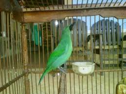 Warnanya pun begitu elegan dengan warna meskipun burung luar, nyatanya kini burung cucak ijo banyak dipelihara dan dibudidayakan. 58 Gambar Animasi Cucak Ijo Baru