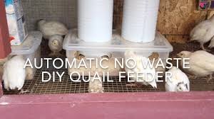 Have fun with your recycled hay rack! How To Make A No Waste Automatic Quail Feeder 2 0 Youtube