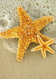 Estrellas De Mar Arrastradas Hasta La Orilla Sualti Fotograflari Deniz Yildizi Sualti
