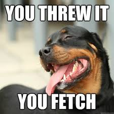 One of the most popular outdoor activities any dog owner can share wit. Teach Your Dog To Play Fetch S R Dog Training