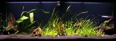 Maybe you would like to learn more about one of these? Photo 1 720l 200g 1x Paroon Shark Pangasius Sanitwo