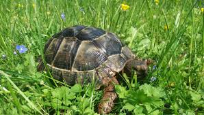 Wie wird das terrarium von schildkröten.1.1.2. Homburg Eine Schildkrote Sucht Ihr Zuhause Homburg1