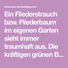 Flieder Vermehren Und Ableger Ziehen Flieder Fliederstrauch Fliederbaum