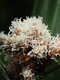 Image result for Hypolytrum heteromorphum