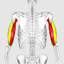 The upper arm is located between the shoulder joint and elbow joint. Triceps Wikipedia