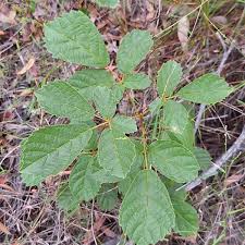 Image result for Handroanthus chrysotrichus