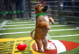 Animal Planet Is Bringing A Free Pop Up Puppy Bowl Cafe To The S F Ferry Building Puppy Bowls Animal Planet Free Puppies