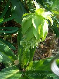 Image result for Eucomis zambesiaca