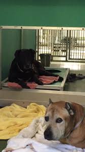 Real estate offices in palm beach county. Urgent Dogs Of Palm Beach County Home Facebook