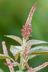 Image result for Acalypha polymorpha