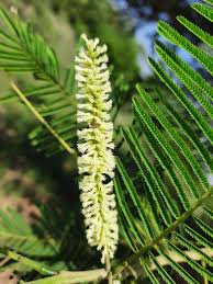 Image result for Acacia rovumae