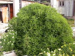 Image result for Myoporum laetum