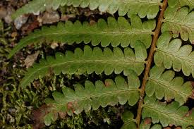 Image result for Dryopteris
