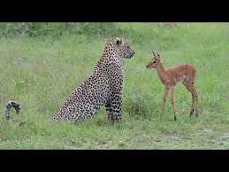 Incredible Footage Of Leopard Behaviour During Impala Kill Sabi Sand Game Reserve South Africa Youtube