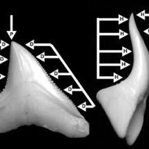 Learn teeth brushing, happy teeth healty kids, tooth brush song, kids learning videos baby rhymes. Loading Regimes Illustrated On A Lingual View Of A Bull Shark Tooth Download Scientific Diagram