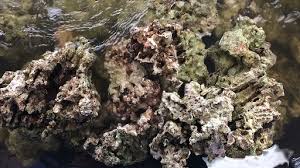 Get the best deals on polyresin aquarium artificial corals. Live Rock Facts Live Rock Answers