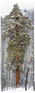 The oldest known sequoia tree is 3,200+ years old. One Photo 126 Frames 2 Billion Leaves 247 Feet The Picture Show Npr