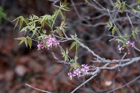 Image result for Kotschya speciosa