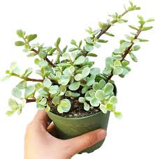Image result for Portulacaria