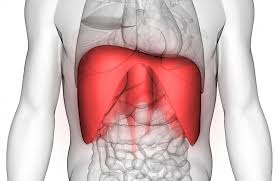 The abdomen (colloquially called the belly, tummy, midriff or stomach) is the part of the body between the thorax (chest) and pelvis, in humans and in other vertebrates. Diaphragm Spasm Symptoms Causes And Treatment