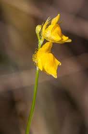Image result for Utricularia simulans