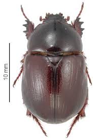 Image result for Pentodon