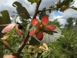 Image result for Monotes engleri