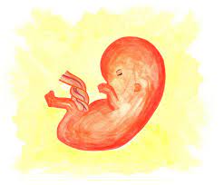 Parir Los Restos Manejo Expectante Aborto Espontaneo El Parto Es Nuestro