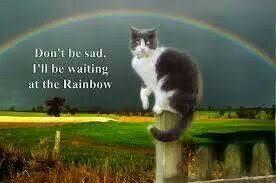 How to introduce cats and dogs why does my dog howl when i play music? Pin On Cats Memory Quotes Pics Rainbow Bridge