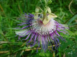 Did You Know The Passion Flower Is The Tennessee State Flower Gatlinburg Wild Flowers Spring Wildflowers Great Smoky Mountains National Park