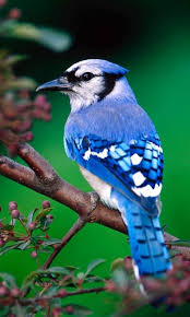 We've found some really amazing collections of cute wallpapers for your phone that you can't find in any app. Cute Birds Wallpaper For Android Apk Download