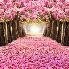 Wallpaper bunga sakura wallpaper bunga mawar wallpaper bunga bergerak alam mekar. Jual Produk 3d Custom Bunga Sakura Termurah Dan Terlengkap Mei 2021 Bukalapak