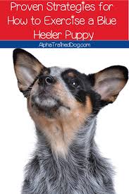 In reality, the average first 2 years of a dog equals 24 human years usually. How To Exercise A Blue Heeler Puppy Proven Strategies