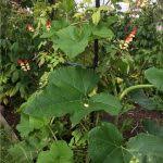Squash plants are notorious for conquering the rest of your garden with their long vines and large leaves. The Squash Arch The Smallest Smallholding