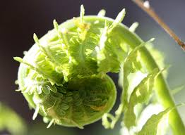 These plants may reproduce by spores. Life Cycle Of Seedless Vascular Plants Read Biology Ck 12 Foundation